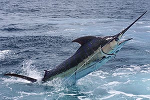 Marlin Fishing in Costa Rica – The Ultimate Big Game Challenge